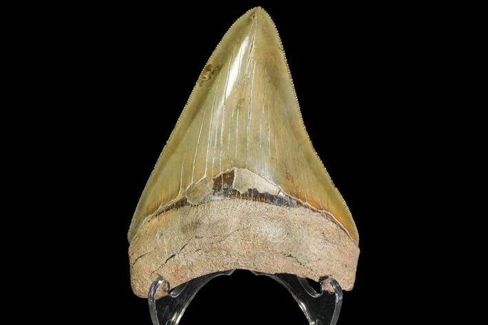 Serrated, Fossil Megalodon Tooth - Georgia #142354